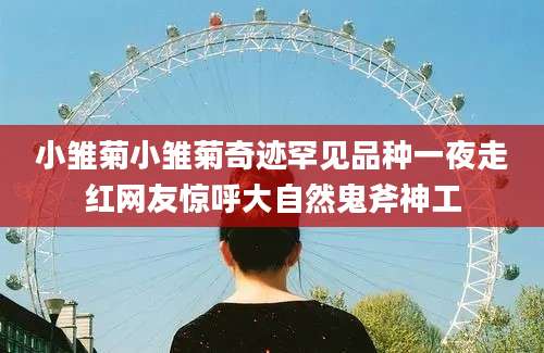 小雏菊小雏菊奇迹罕见品种一夜走红网友惊呼大自然鬼斧神工