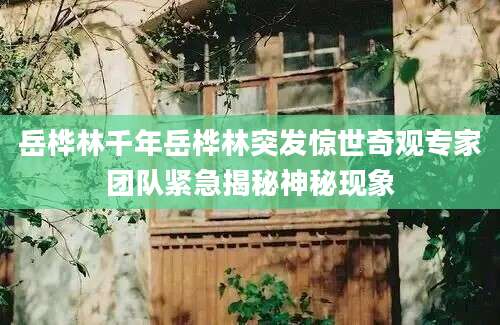 岳桦林千年岳桦林突发惊世奇观专家团队紧急揭秘神秘现象