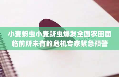 小麦蚜虫小麦蚜虫爆发全国农田面临前所未有的危机专家紧急预警