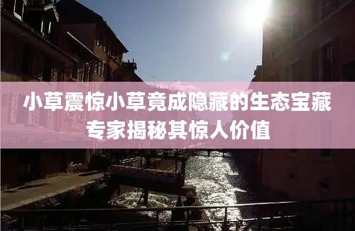 小草震惊小草竟成隐藏的生态宝藏专家揭秘其惊人价值