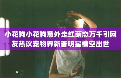 小花狗小花狗意外走红萌态万千引网友热议宠物界新晋明星横空出世