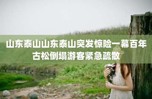 山东泰山山东泰山突发惊险一幕百年古松倒塌游客紧急疏散