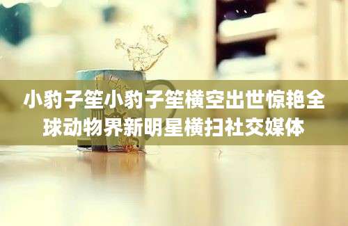 小豹子笙小豹子笙横空出世惊艳全球动物界新明星横扫社交媒体