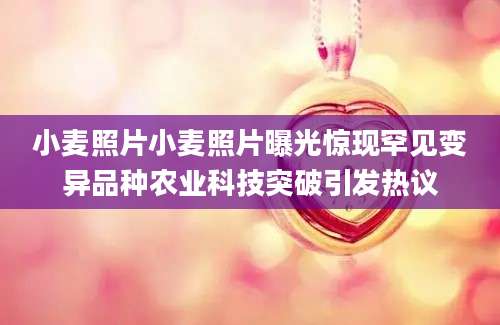 小麦照片小麦照片曝光惊现罕见变异品种农业科技突破引发热议