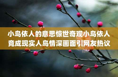 小鸟依人的意思惊世奇观小鸟依人竟成现实人鸟情深画面引网友热议